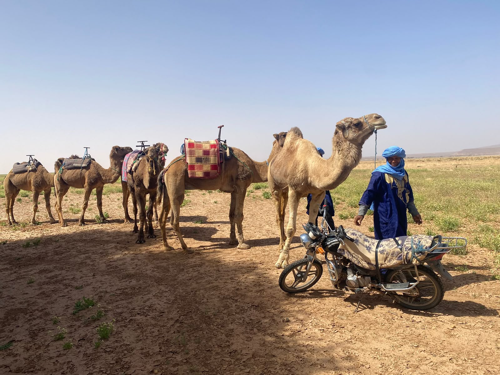 A line of saddled camels waiting in the desert