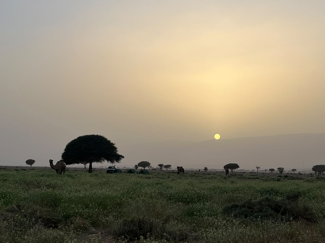 Sunset over our desert camp, with camels and an acacia tree