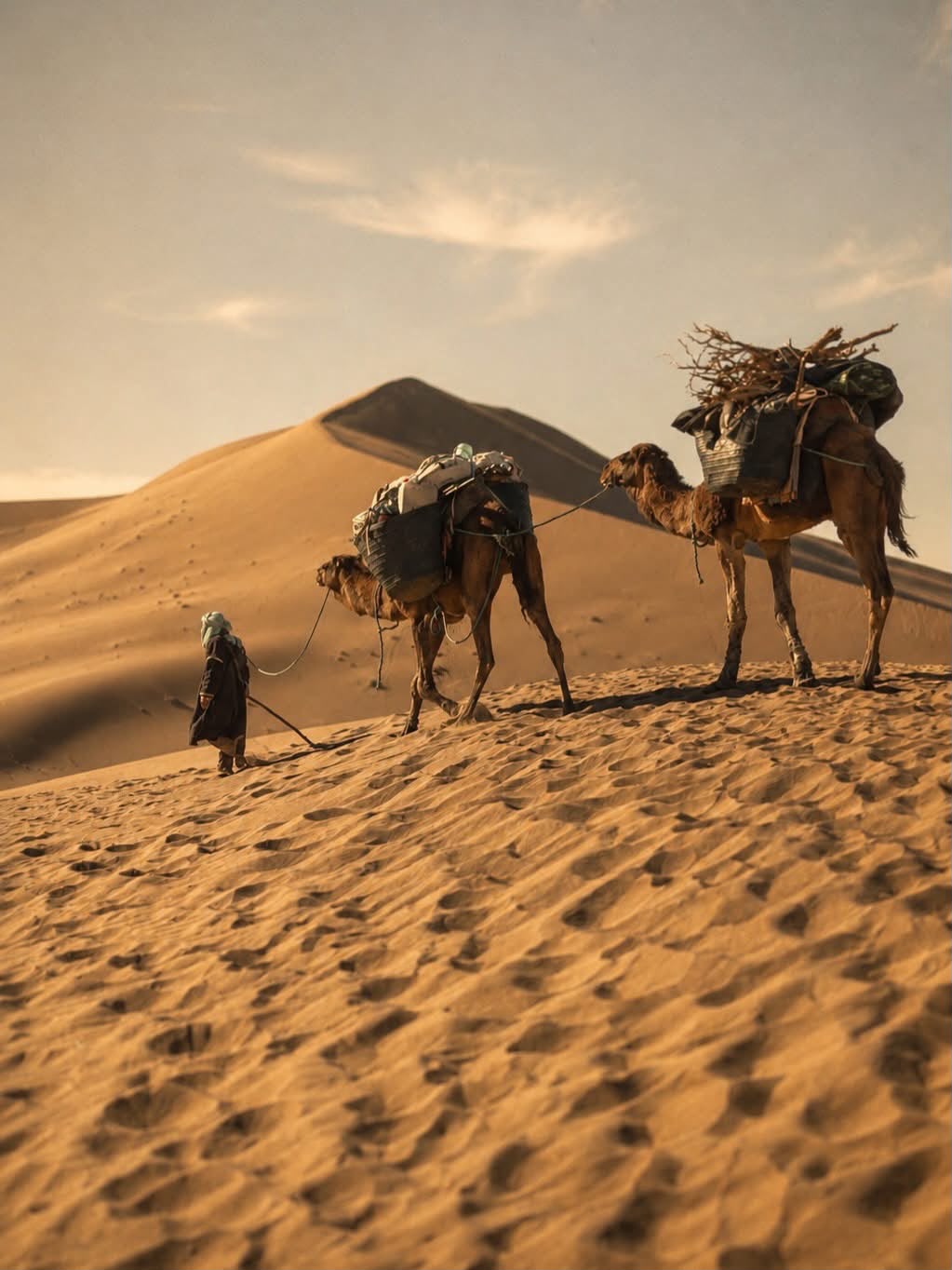 A cameleer leading two laden camels across a dune
