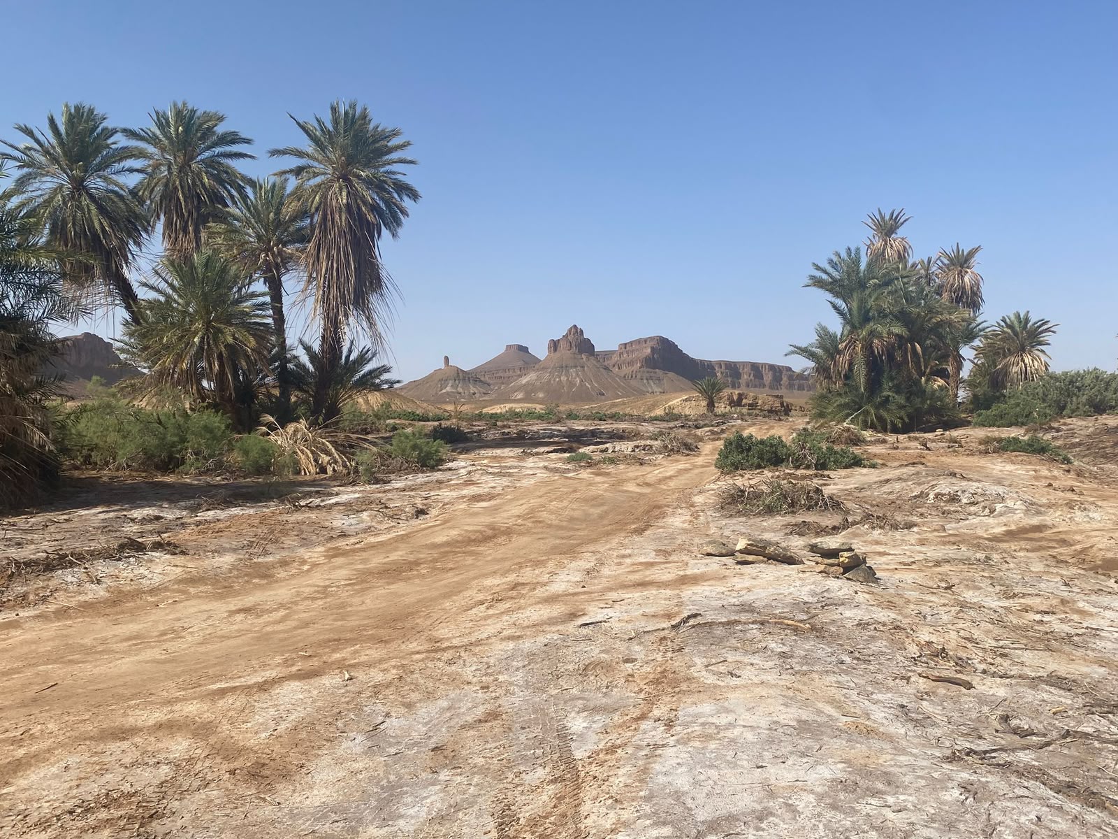 Palm trees and a track across the dry bed of Lake Iriki